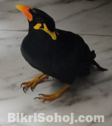 Moyna pakhi for sale